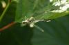Ischnura elegans